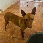 Podenco Chuti, 01/2025, ca. 45 cm