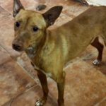 Podenco Chuti, 01/2025, ca. 45 cm