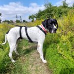 Pointer Climber, 01/2022, ca. 59 cm, 38518 Gifhorn