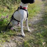 Pointer Climber, 01/2022, ca. 59 cm, 38518 Gifhorn