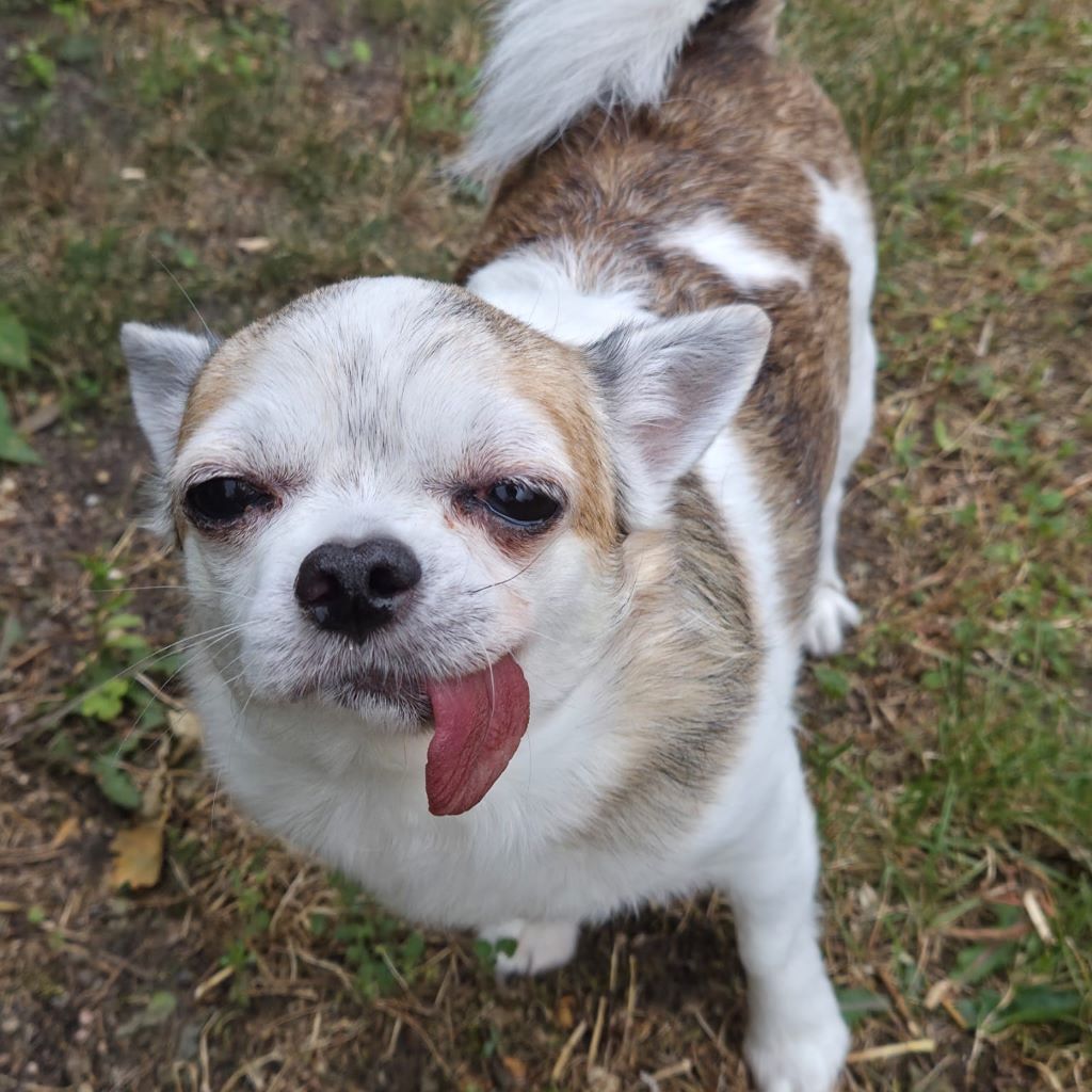 Chihuahua Coco, 05/2021, ca. 25 cm, 17034 Neubrandenburg