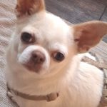 Chihuahua Copito, 12/2020, ca. 25 cm, 21335 Lüneburg