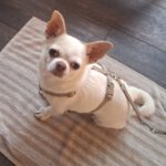 Chihuahua Copito, 12/2020, ca. 25 cm, 21335 Lüneburg
