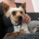 Yorkshire Terrier Mischling Coral, 02/2023, ca. 25 cm, 86757 Wallerstein