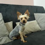 Yorkshire Terrier Mischling Coral, 02/2023, ca. 25 cm, 86757 Wallerstein