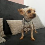 Yorkshire Terrier Mischling Coral, 02/2023, ca. 25 cm, 86757 Wallerstein