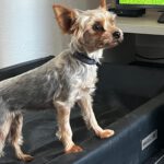 Yorkshire Terrier Mischling Coral, 02/2023, ca. 25 cm, 86757 Wallerstein