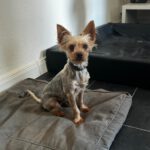 Yorkshire Terrier Mischling Coral, 02/2023, ca. 25 cm, 86757 Wallerstein