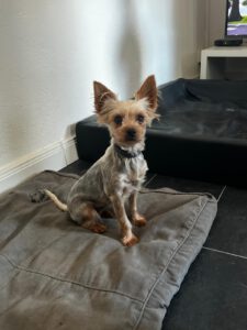 Yorkshire Terrier Mischling Coral, 02/2023, ca. 25 cm, 86757 Wallerstein