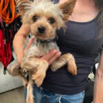 Yorkshire Terrier Mischling Coral, 02/2023, ca. 25 cm, 86757 Wallerstein