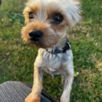 Yorkshire Terrier Mischling Coral, 02/2023, ca. 25 cm, 86757 Wallerstein