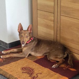 Podenco Curro, 01/2025, ca. 45 cm, 56626 Andernach