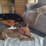 Podenco Curro, 01/2025, ca. 45 cm, 56626 Andernach