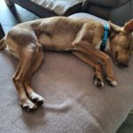 Podenco Curro, 01/2025, ca. 45 cm, 56626 Andernach