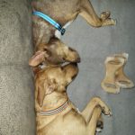 Podenco Curro, 01/2025, ca. 45 cm, 56626 Andernach