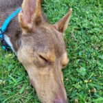 Podenco Curro, 01/2025, ca. 45 cm, 56626 Andernach