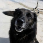 Malinois Mischling Dado, 12/2022, ca. 65 cm