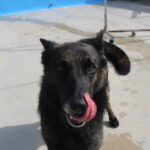Malinois Mischling Dado, 12/2022, ca. 65 cm