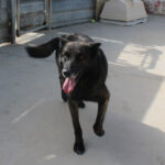 Malinois Mischling Dado, 12/2022, ca. 65 cm