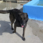 Malinois Mischling Dado, 12/2022, ca. 65 cm