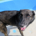 Malinois Mischling Dado, 12/2022, ca. 65 cm
