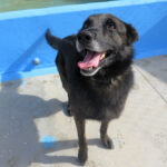 Malinois Mischling Dado, 12/2022, ca. 65 cm