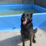 Malinois Mischling Dado, 12/2022, ca. 65 cm