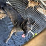 Malinois Mischling Dado, 12/2022, ca. 65 cm