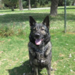 Deutscher Schäferhund Mischling Dash, 02/2022, ca. 65 cm