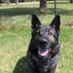 Deutscher Schäferhund Mischling Dash, 02/2022, ca. 65 cm