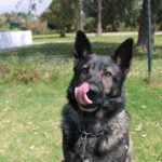 Deutscher Schäferhund Mischling Dash, 02/2022, ca. 65 cm