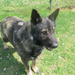 Deutscher Schäferhund Mischling Dash, 02/2022, ca. 65 cm