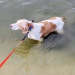 Pointer Mischling Diana, 02/2015, ca. 45 cm, 66346 Püttlingen