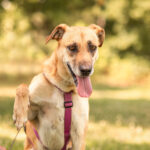 Malinois Mischling Dominica, 09/2024, ca. 60 cm, 46399 Bocholt