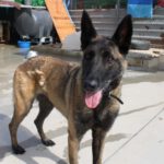 Malinois Mischling Duna, 04/2021, ca. 65 cm