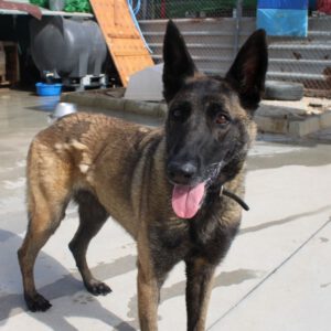 Malinois Mischling Duna, 04/2021, ca. 65 cm