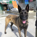 Malinois Mischling Duna, 04/2021, ca. 65 cm