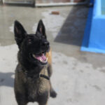 Malinois Mischling Duna, 04/2021, ca. 65 cm