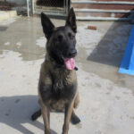 Malinois Mischling Duna, 04/2021, ca. 65 cm
