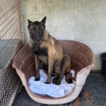 Malinois Mischling Duna, 04/2021, ca. 65 cm