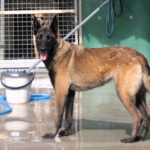 Malinois Mischling Duna, 04/2021, ca. 65 cm