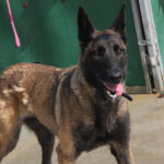 Malinois Mischling Duna, 04/2021, ca. 65 cm