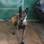 Malinois Mischling Duna, 04/2021, ca. 65 cm