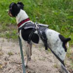 Bodeguero Dune, 04/2021, ca. 35- 40 cm, 61350 Bad Homburg