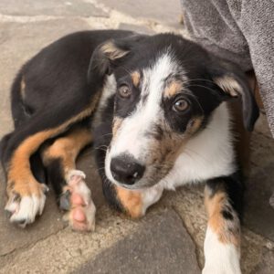 Border Collie Mischling Emmelt, 04/2026, Endgröße ca. 55 cm, 84424 Isen