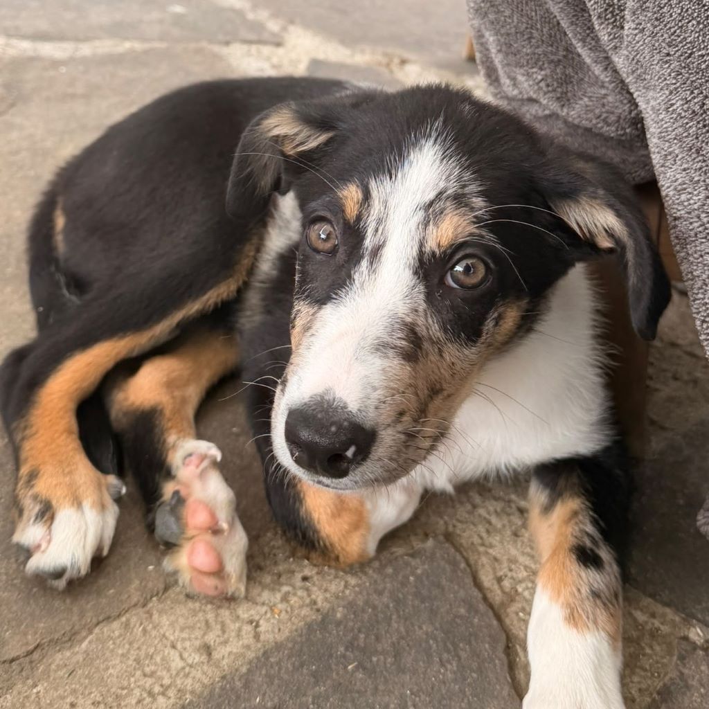 Border Collie Mischling Emmelt, 04/2026, Endgröße ca. 55 cm, 84424 Isen