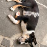 Border Collie Mischling Emmelt, 04/2026, Endgröße ca. 55 cm, 84424 Isen