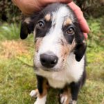 Border Collie Mischling Emmelt, 04/2026, Endgröße ca. 55 cm, 84424 Isen