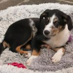 Border Collie Mischling Emmelt, 04/2026, Endgröße ca. 55 cm, 84424 Isen