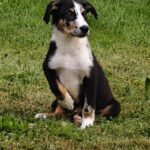 Border Collie Mischling Emmelt, 04/2026, Endgröße ca. 55 cm, 84424 Isen